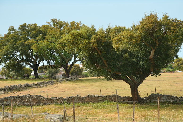 Guarda To Evora, Portugal