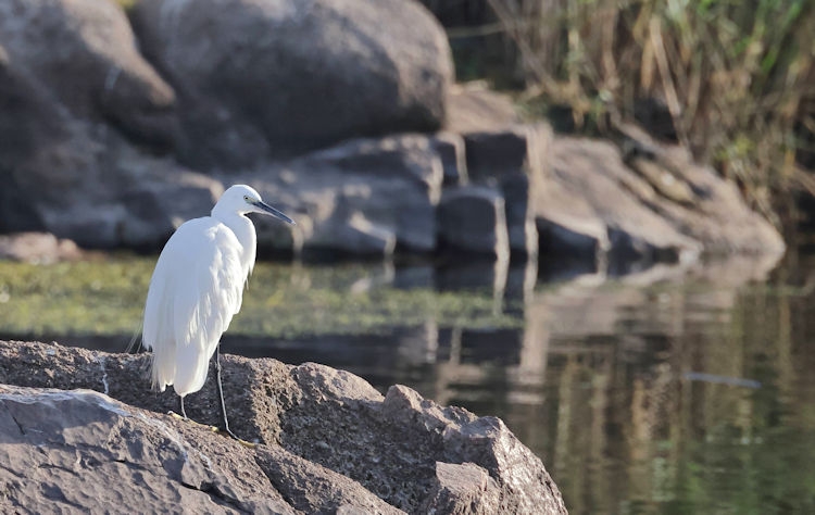 Along the Nile - Little Egret, Egypt