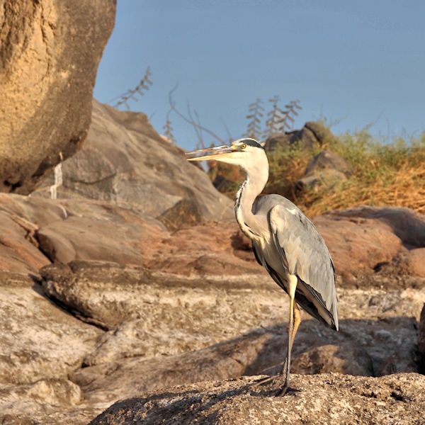 Along the Nile - Black-headed Heron, Egypt