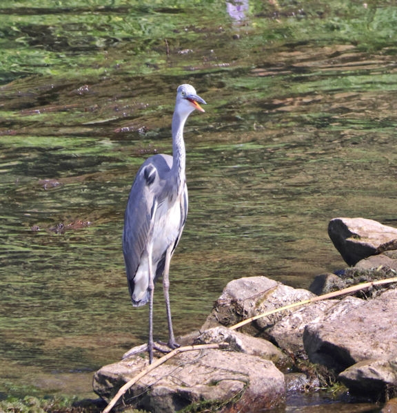 Along the Nile - Great Blue Heron, Egypt