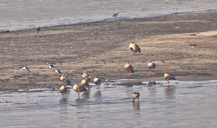 Along the Nile - Egyption Geese, Egypt