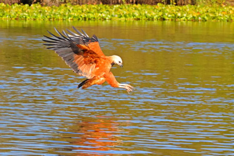 Black-collared Hawk_Busarellus nigricollis_4588