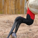 American Jabiru_Jabiru mycteria_4502