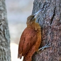 Great-rufous Woodcreeper_Xiphocolaptes major_6561