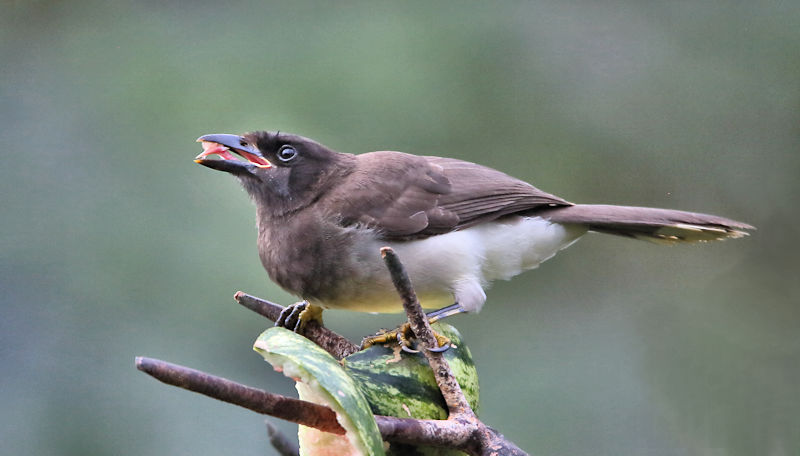 Brown Jay, Arenal