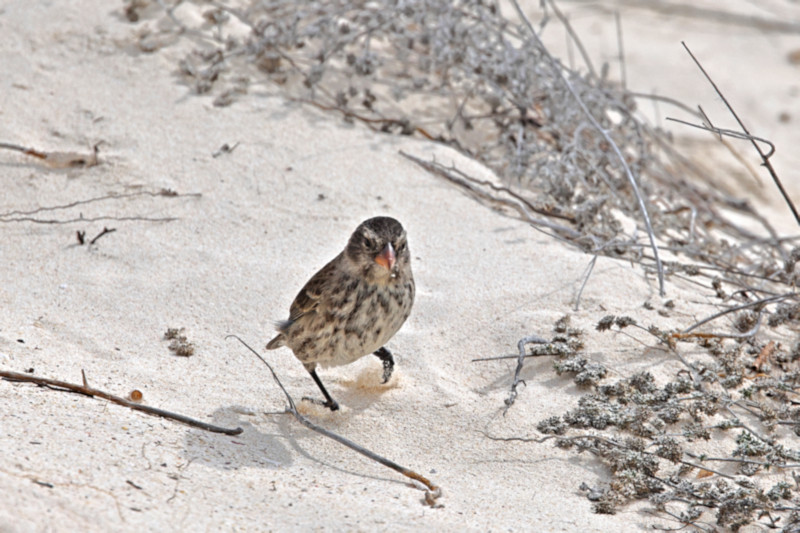 Medium Ground Finch, San Cristobal, Galapagos Islands