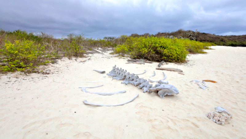 Small whale bones